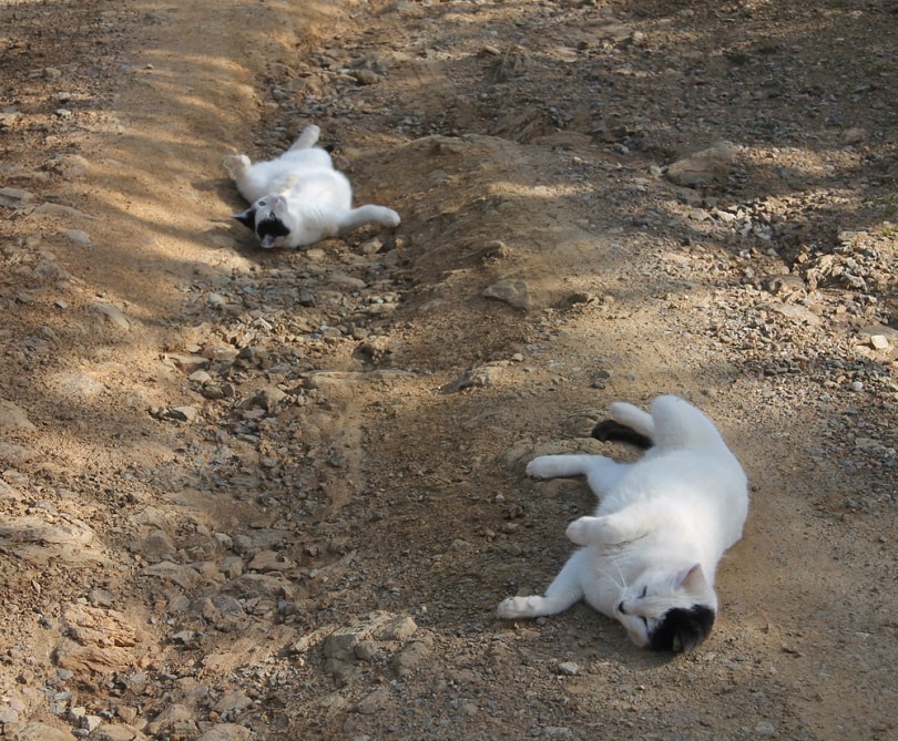 Cats-rolling-in-dirt_Sofia-EcoPsychologyArt_shutterstock