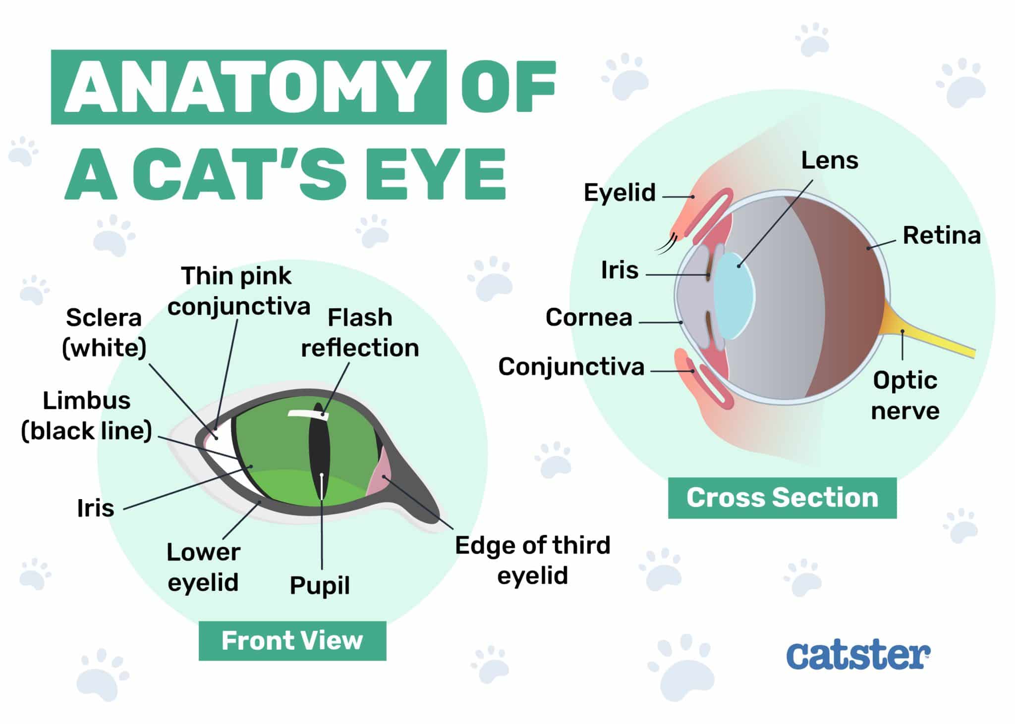 Catster_Anatomy of Cats Eye_Infographic_
