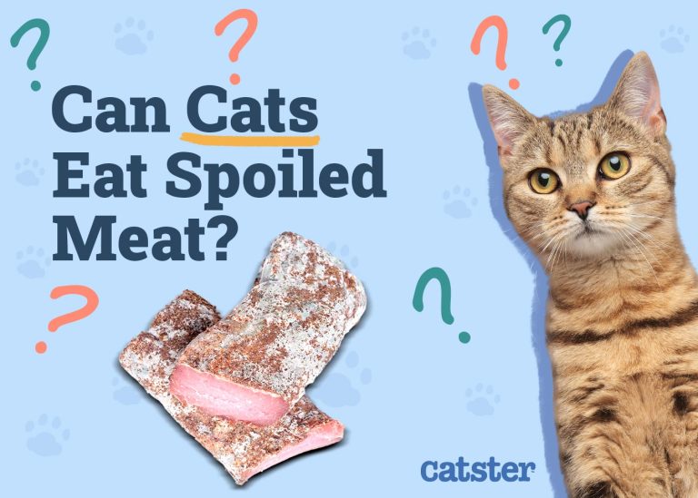 Photo inspiration: Why Cats Should Not Eat Grass Reference: Can Cats Eat Spoiled Meat Vet Reviewed Facts Faqs