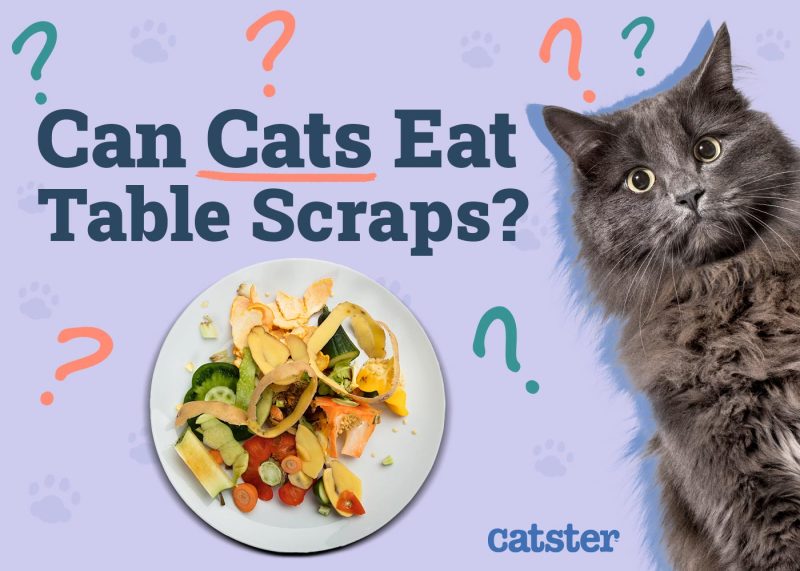 Can Cats Eat Table Scraps