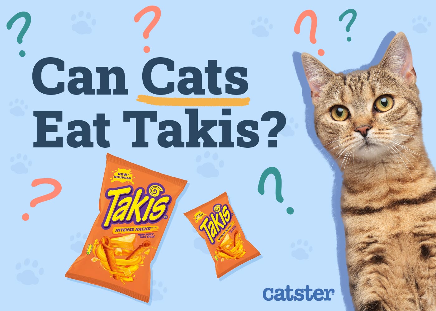 Can Cats Eat Takis Vet Reviewed Precautions Health Guidelines Catster