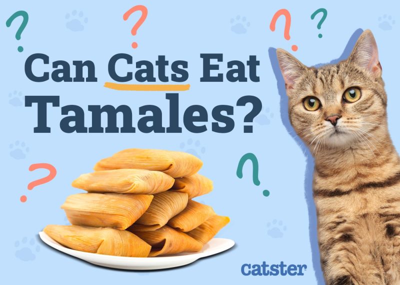 Can Cats Eat Tamales