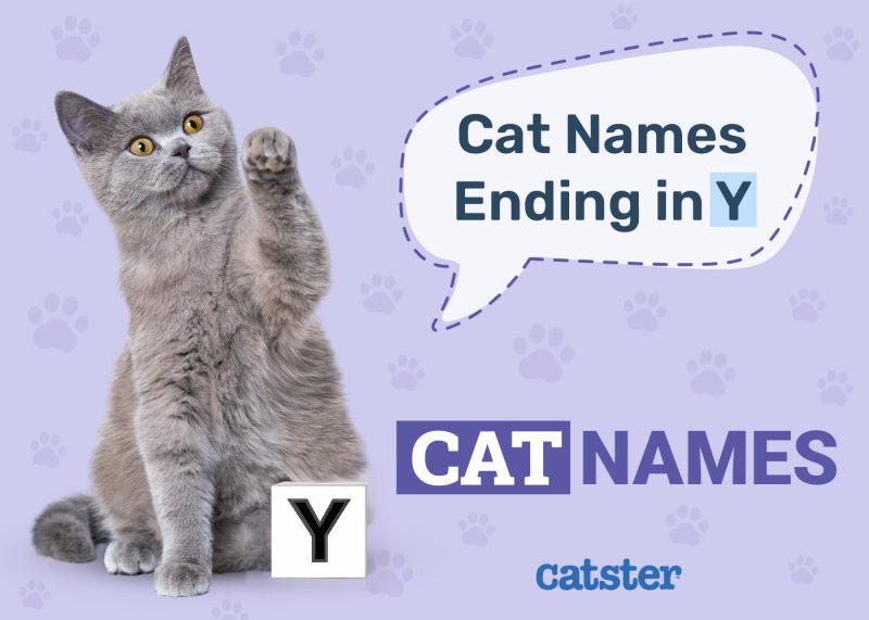 Cat Names Ending in Y for a New Kitty (With Meanings)