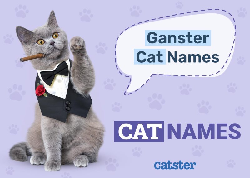 Gangster Cat Names: Ideas for Your Badass Feline