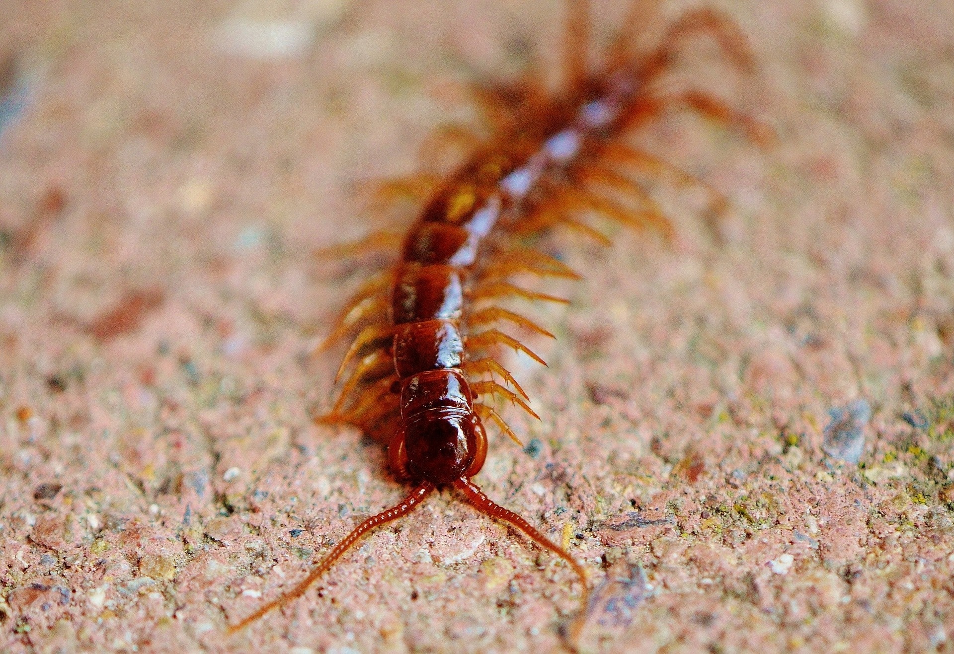 Centipede