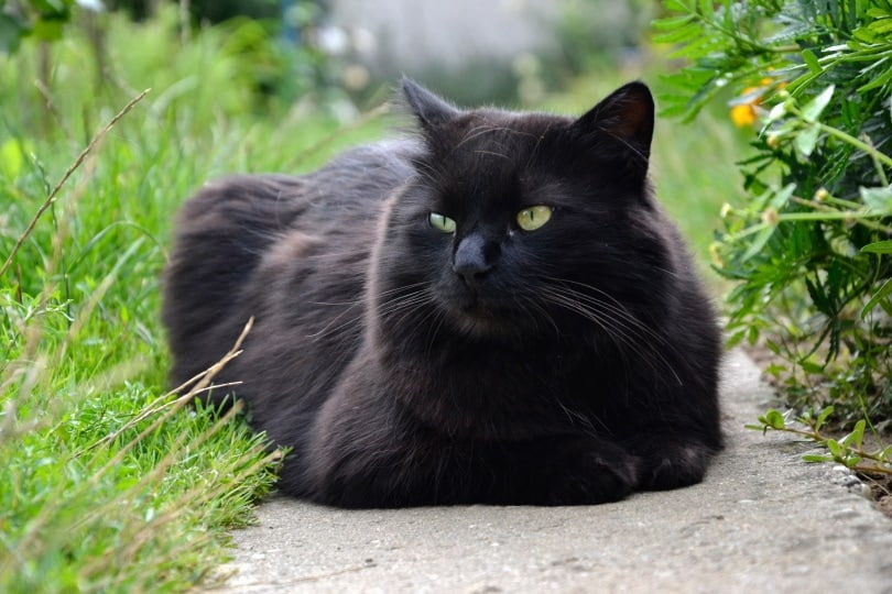 Chantilly Tiffany Cat in the garden