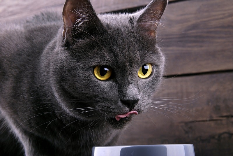Chartreux Cat Eating