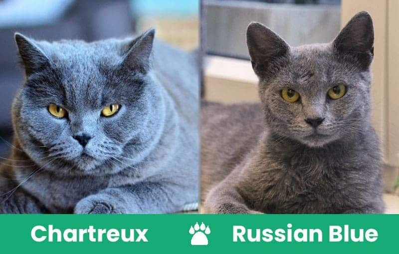 Chartreux-Cat-Vs-Russian-Blue-Cat1