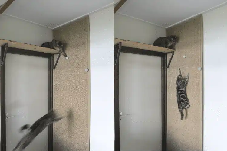 Cheap Cat Climbing Rope Wall