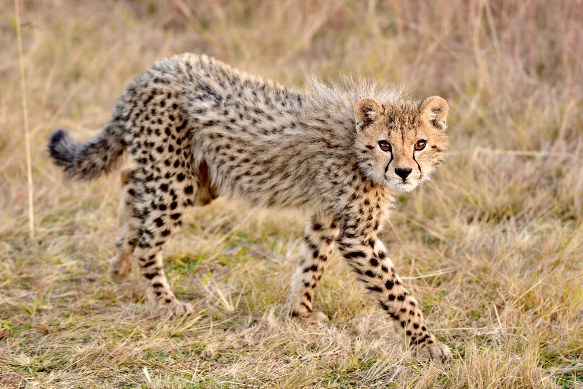 Cheetah