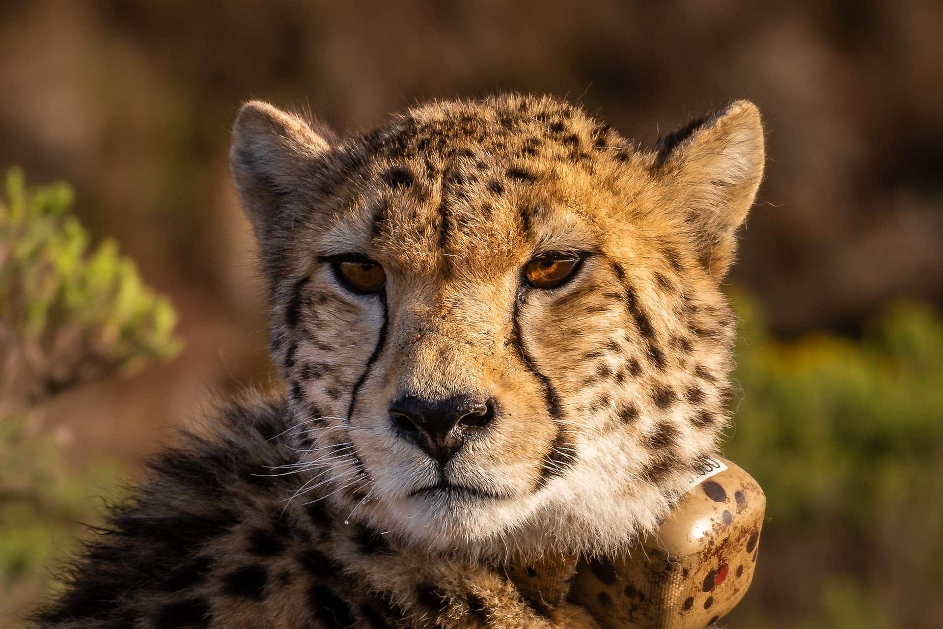 Cheetah