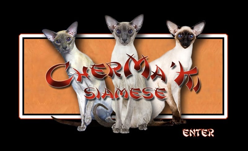 CherMa’Ki Siamese