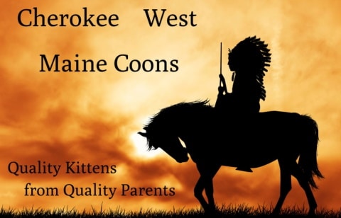 Cherokee west maine coon logo