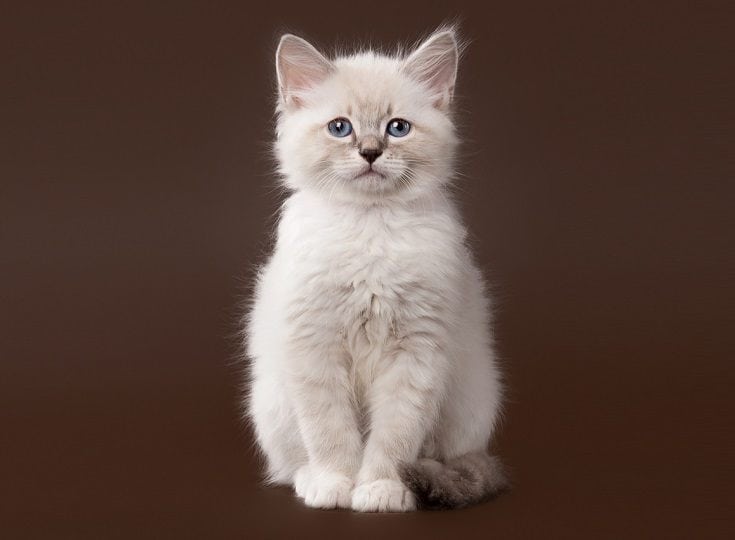 Chinchilla siberian cat