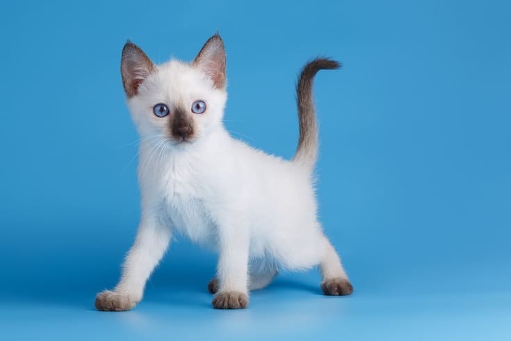 Chocolate Point Siamese kitten