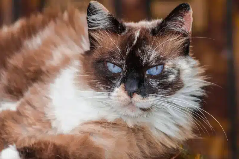 Chocolate Tortie Point Ragdoll cat with blue eyes