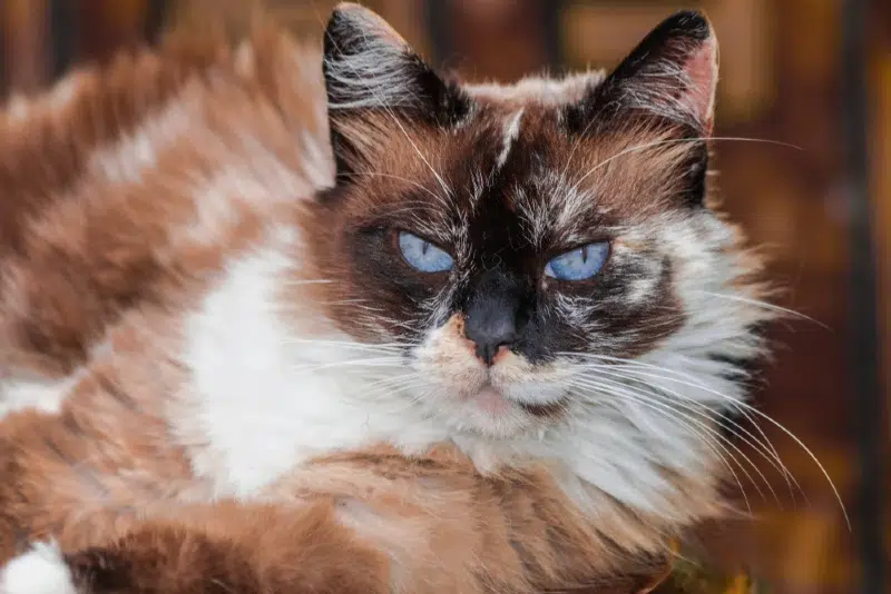 Chocolate Tortie Point Ragdoll cat