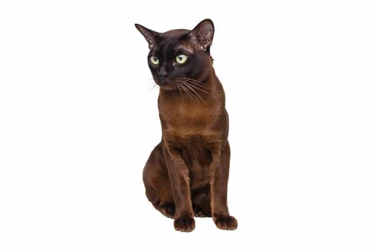Chocolate abyssinian cat
