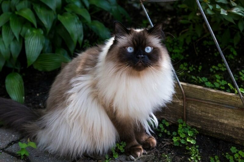 Chocolate point doll faced himalayan cat