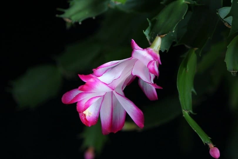 Christmas Cactus