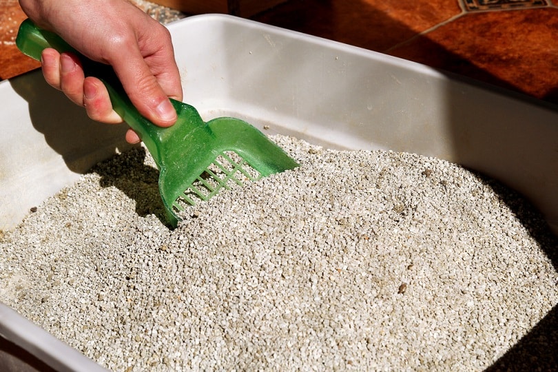 Cleaning-cat-litter-box
