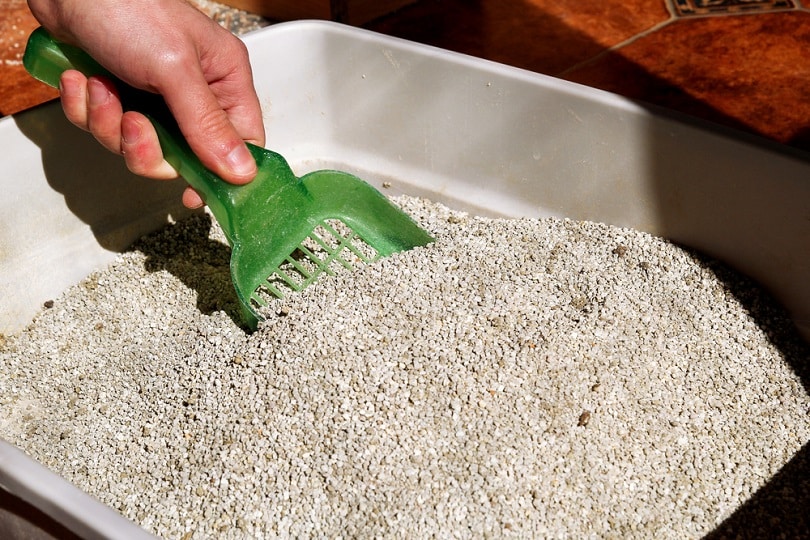 Training Your Kitten to Use the Litter Box