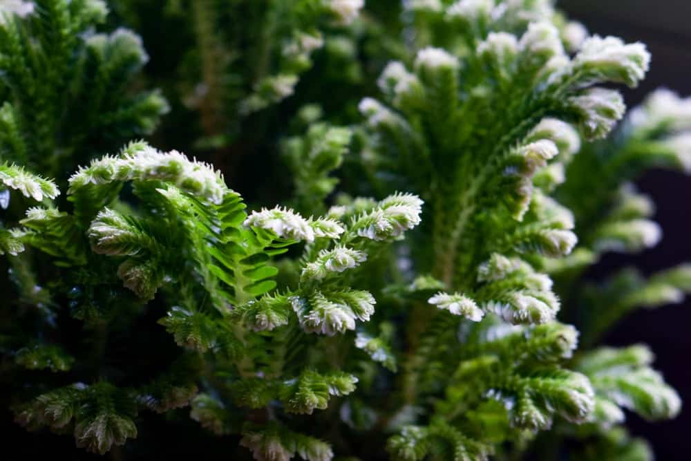 Close up frozen fern