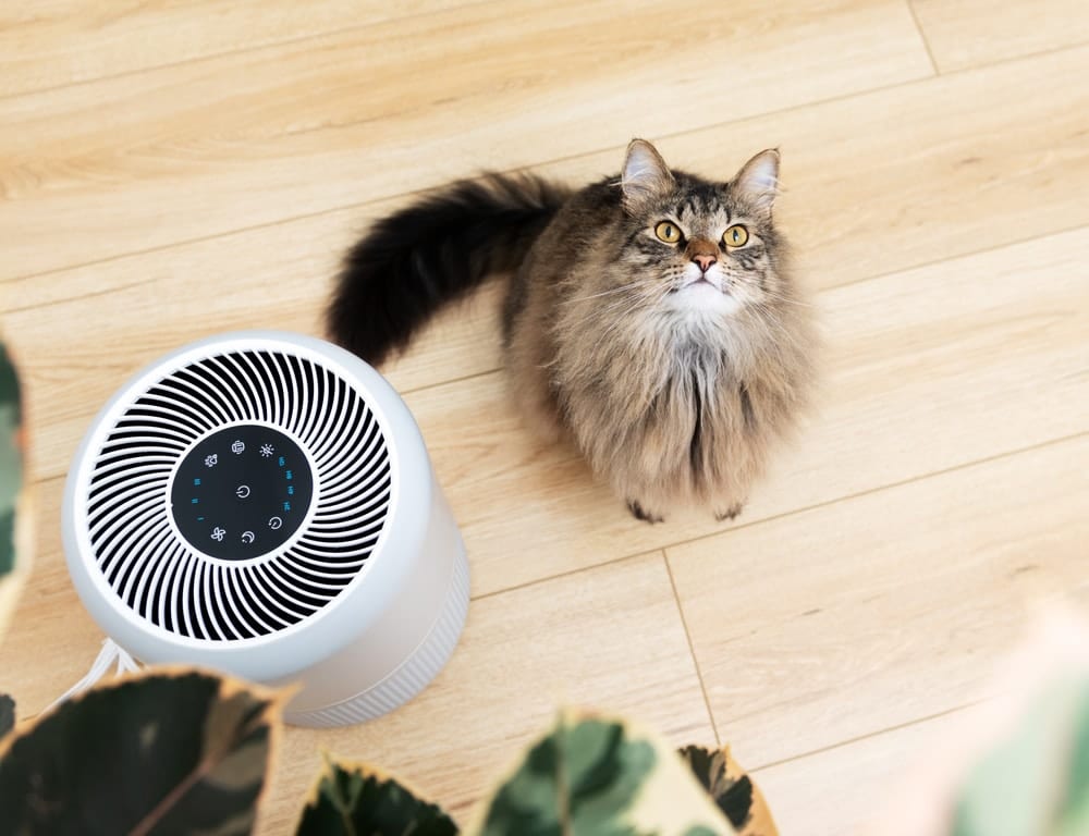 close up of a fluffy cat sitting next to an air purifier