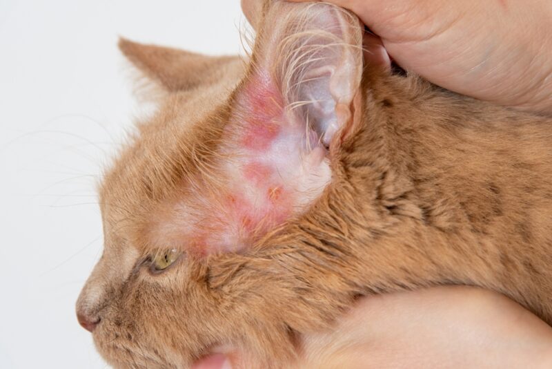 Close up of a rash on the skin of the cat's ears