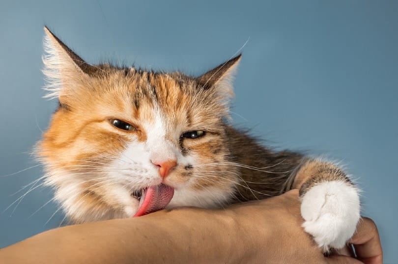 Close up of cat licking human arm