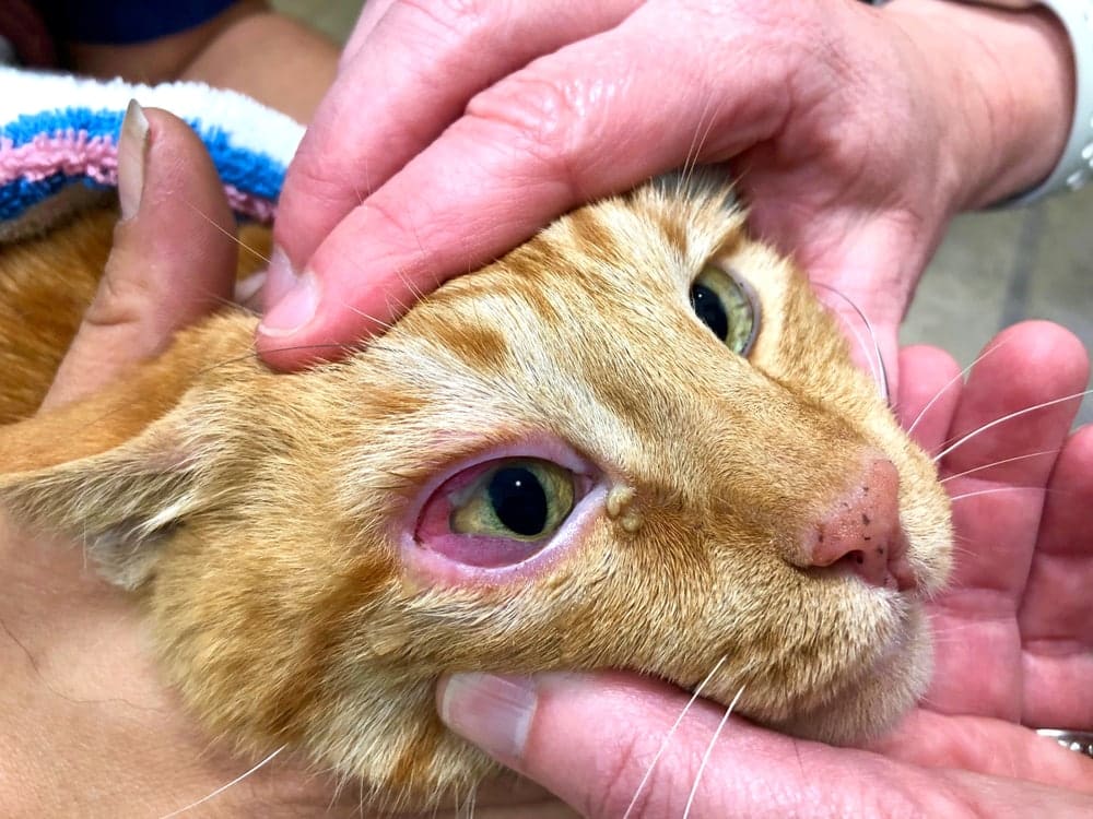 Close up on Orange Tabby Cat face being held by multiple hands