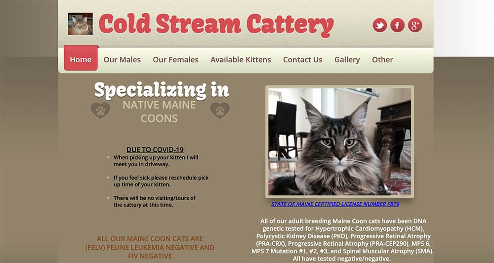Cold Stream Maine Coon Cattery