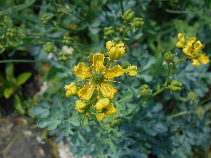 Common Rue—Ruta graveolens