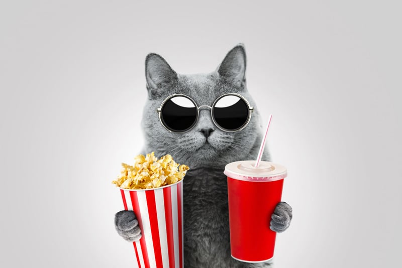 Cool hipster cat with vintage sunglasses holds popcorn
