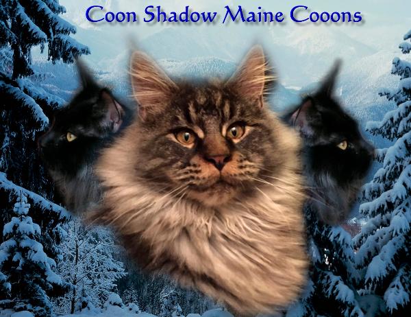 Coonshadow Maine Coons