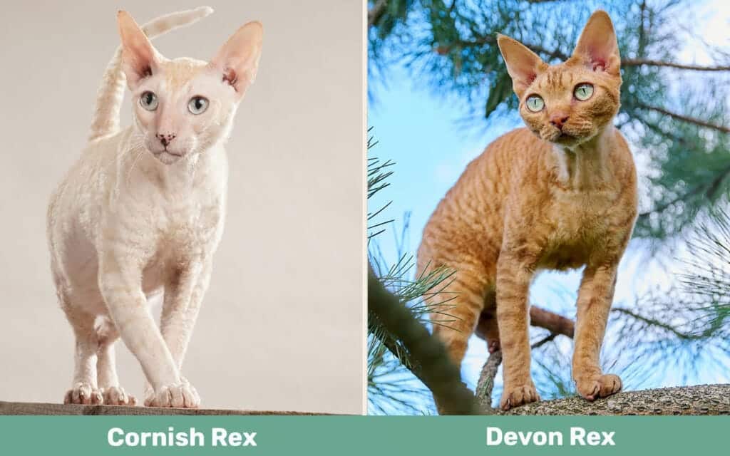 Cornish Rex vs Devon Rex side by side