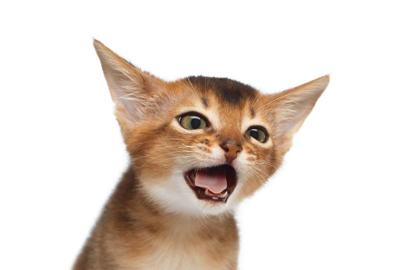 Coughs Abyssinian Kitty_seregraff_shutterstock