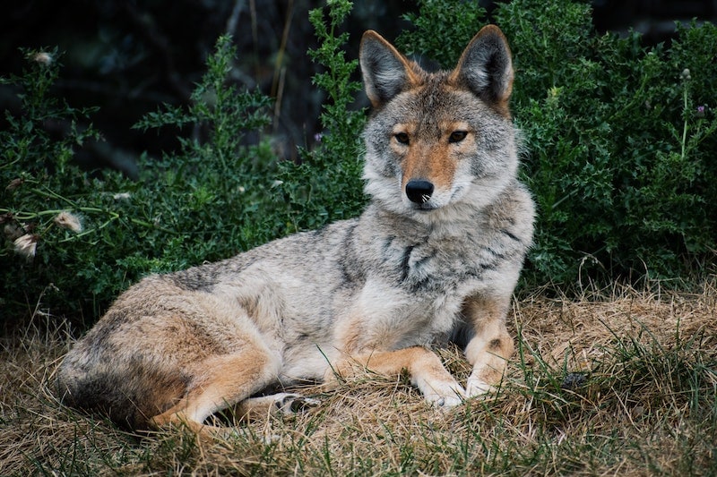 Coyote lying on a grass