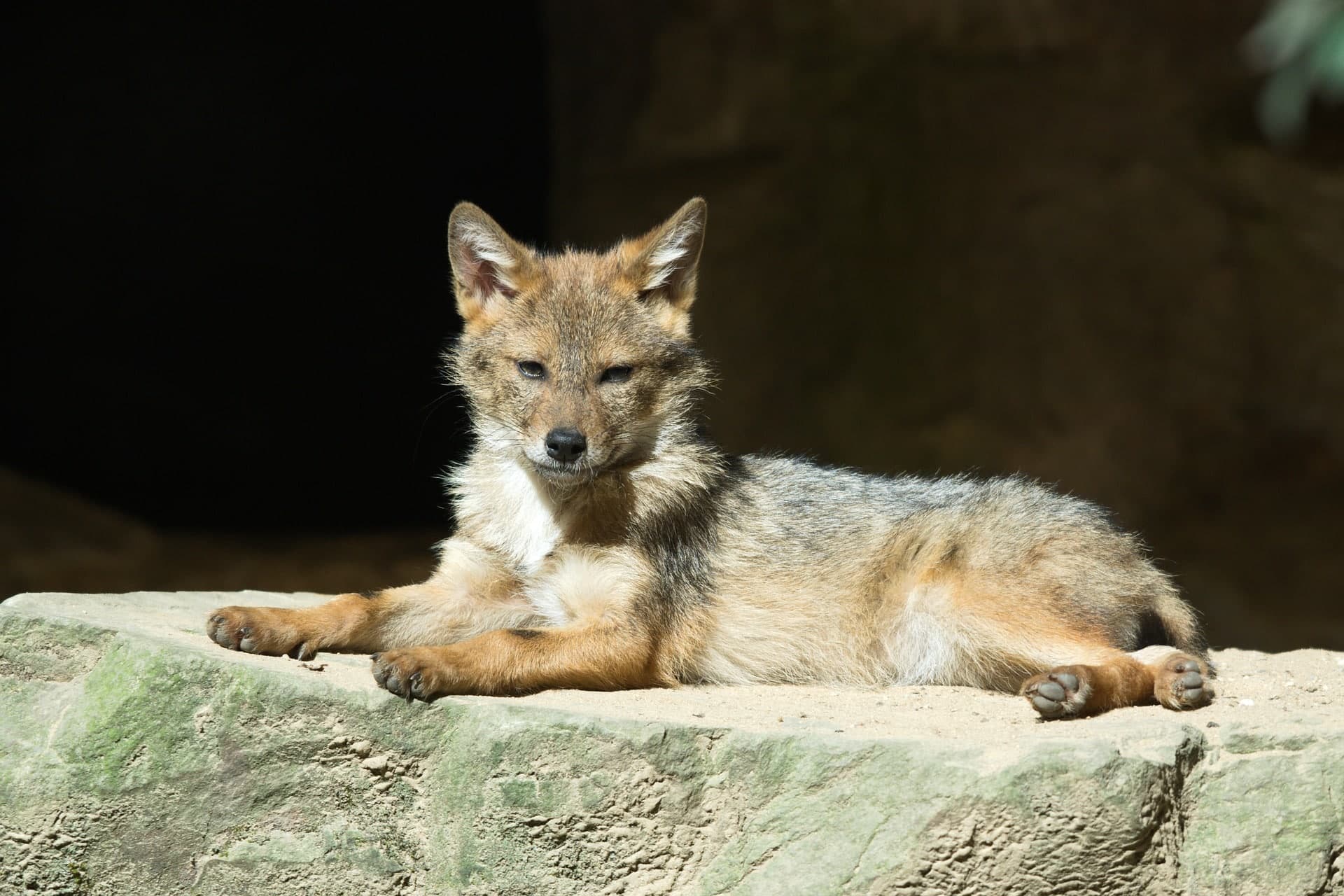 Coyote sitting in stone