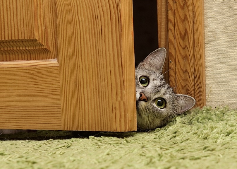 Curious cat looking between door