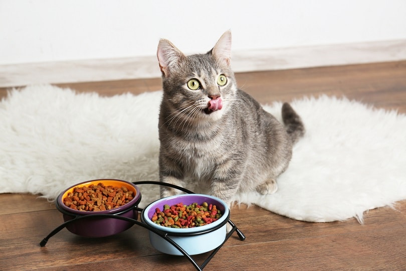 Cute-cat-eating-on-floor-at-home