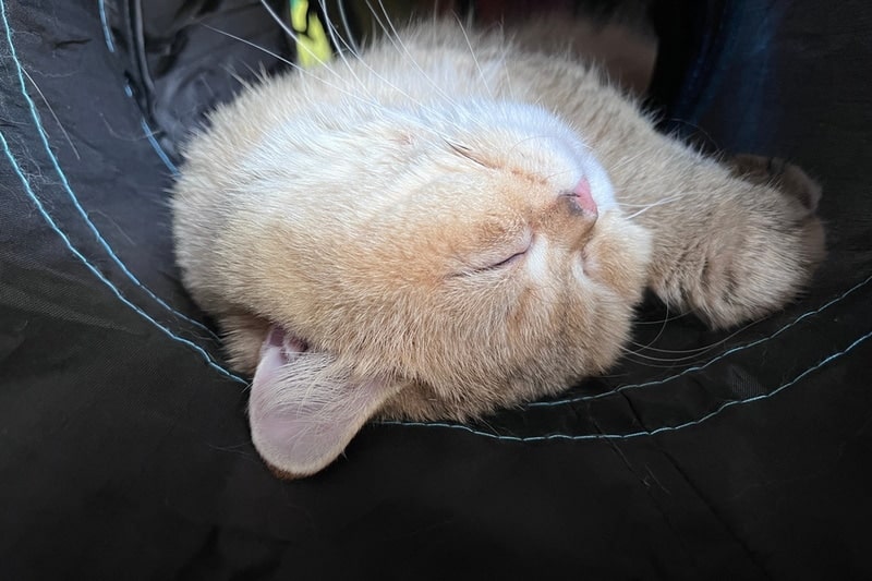 Cute cat napping inside cat tunnel