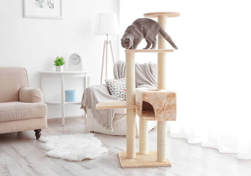 Cute cat playing in cat tree