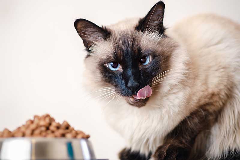 Balinese Cat Diet
