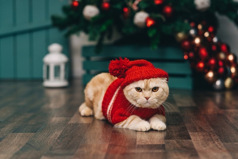 Cute ginger cat in red christmas sweater