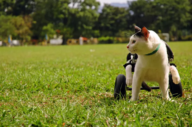 Cuteness Affordable Cat Wheelchair