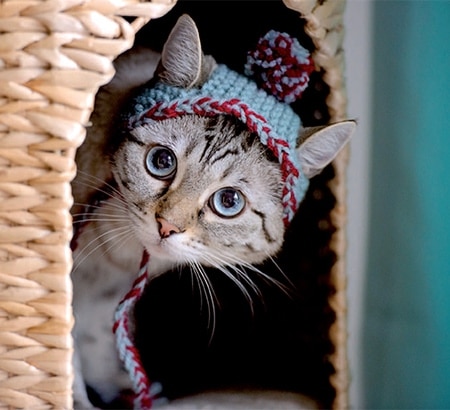 DIY Bobble Hat for Cats