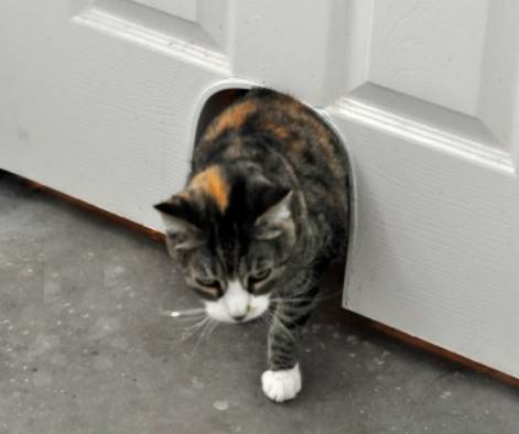 DIY CAT POTTY DOOR
