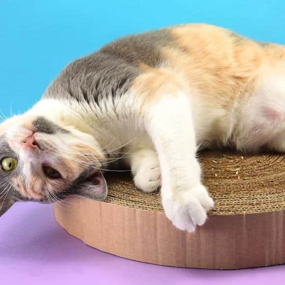 DIY Cardboard Cat Scratcher