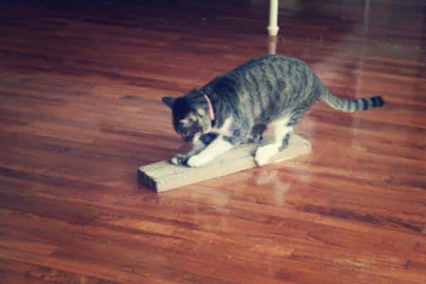 DIY- Cardboard Scratch Pad1